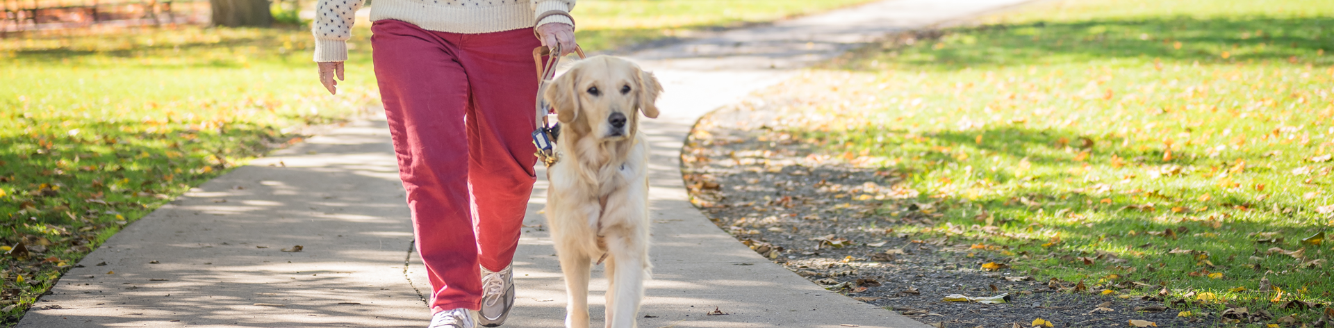 Close up of a guide dog walking in the park.